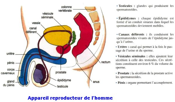 Structures du système reproducteur masculin