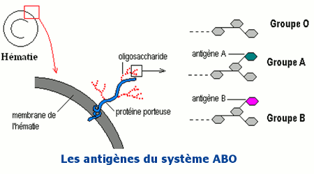 antigene systeme abo