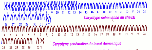 caryotype boeuf