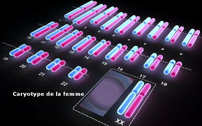 caryotype femme