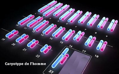 caryotype homme