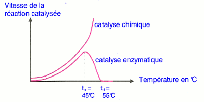 catalyse enzymatique