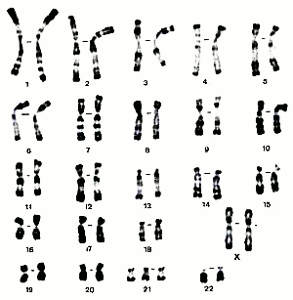 caryotype