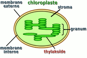 chloroplaste