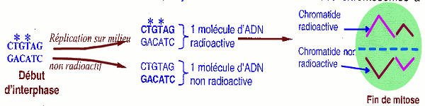 chromatide radioactif