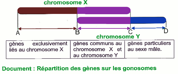 chromosomes x y