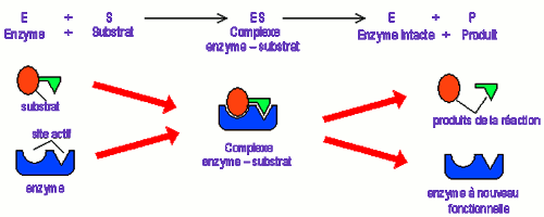 complexe enzymes substrat