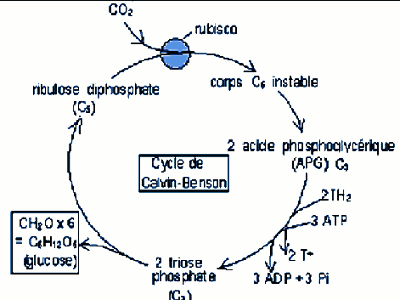 cycle de calvin