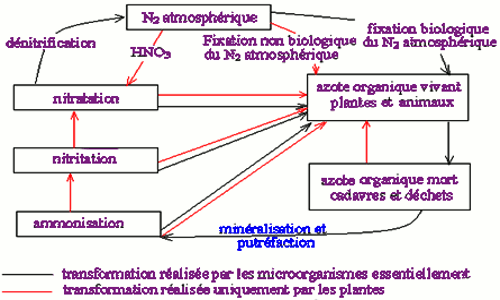 cycle simplifié biogeochimique azote
