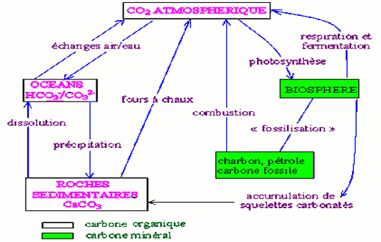 cycle simplifié biogeochimique du carbone