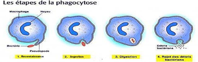 etape phagocytose