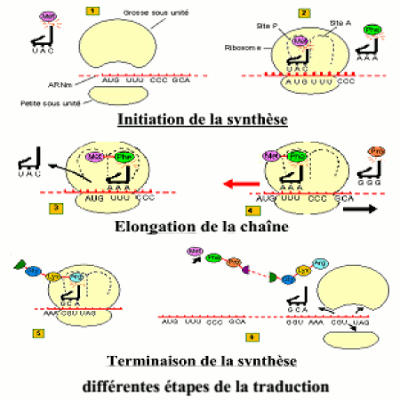 etapes de la traduction adn