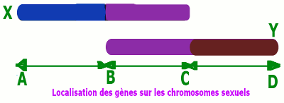 gene sur chromosomes xy