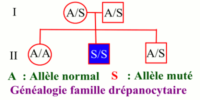 genealogie famille drepanocytaire