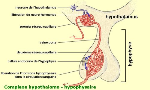 hypothalamo hypophysaire