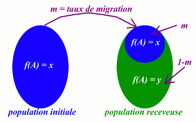 influence des migrations d une population