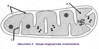 mitochondrie exercice