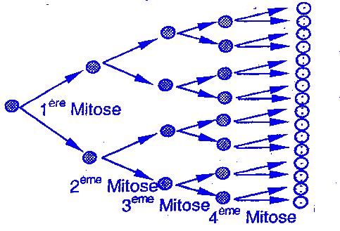 mitose arbre partie