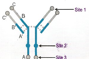 molecule anticorps