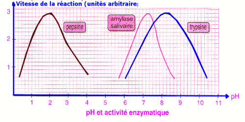ph enzymatique
