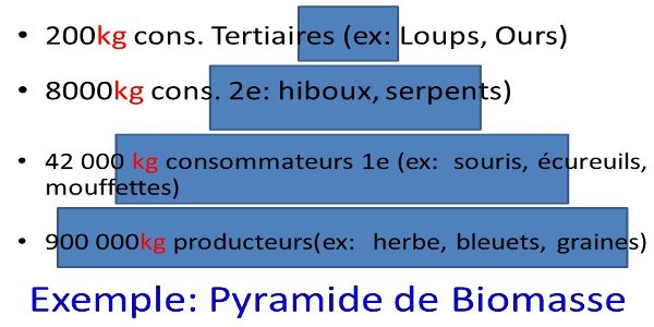 pyramide biomasse
