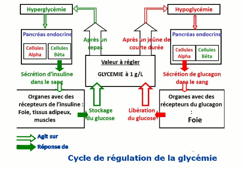 regulation glycemie