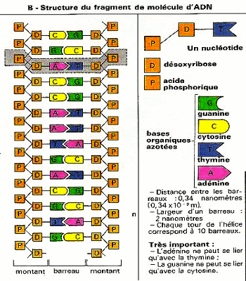 structure adn