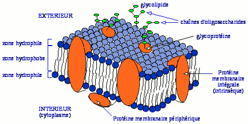 structure membrane plasmique