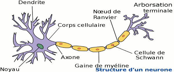 structure neurone