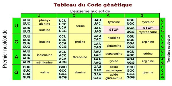 tableau code genetique
