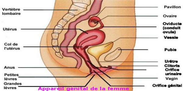 appareil genital femme