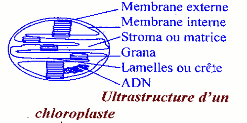 chloroplasmes