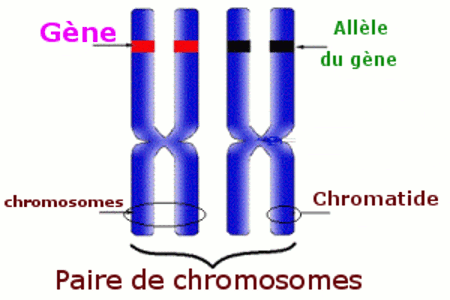 chromosomes gene