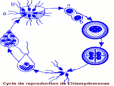 cycle chlamydomonas