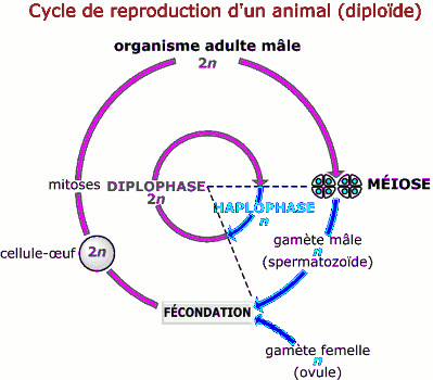 cycle developpement etres diploides