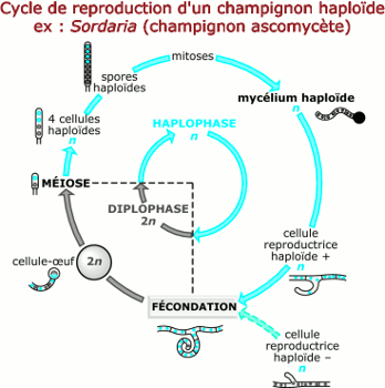 cycle developpement etres haploides