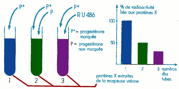 ptogesterone marquee