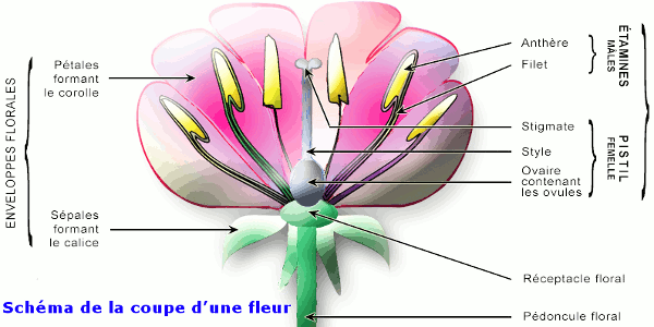 schema d une fleur