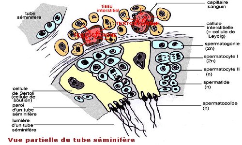 tube seminifere
