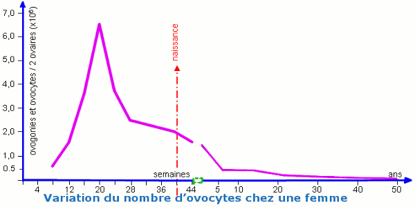 variation nombre ovocytes