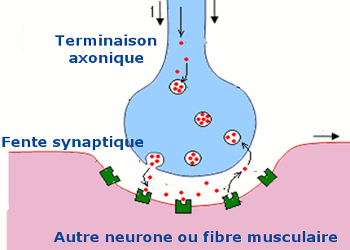transmission synaptique
