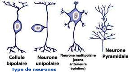 types de neurones