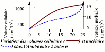 variation volume cellulaire