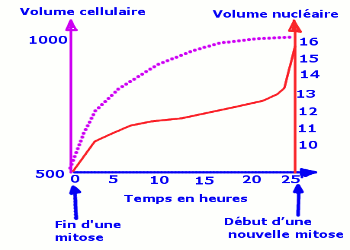 volume cellulaire