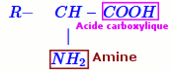 amine acide corboxylique
