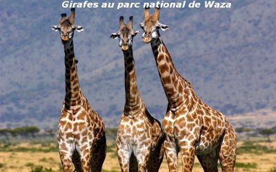 girafes parc de waza