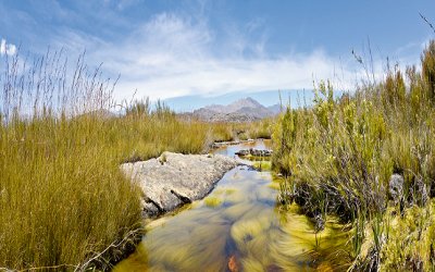 Biotope