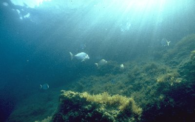 Ecosysteme marin