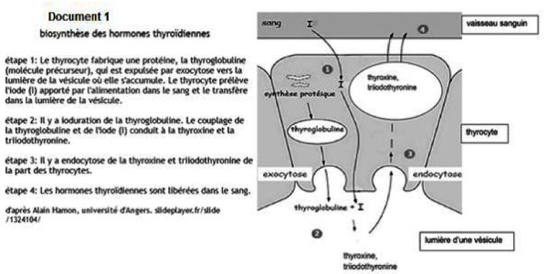 biosynthese