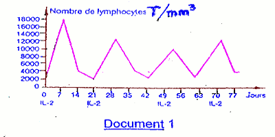 lynphocytes